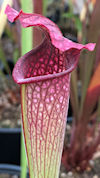 S. leucophylla - Red & white -