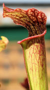 S. leucophylla - Red & white -