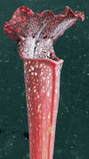 S. leucophylla - Red & white -