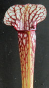 S. leucophylla - Red & white -