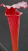 S. leucophylla - 'Burgundy' - 