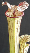 S. leucophylla - 'Burgundy' - 