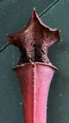 S. leucophylla - 'Burgundy' - 