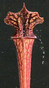 S. leucophylla - Pubescent - C