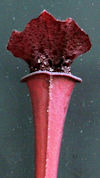 S. leucophylla - Pubescent - C