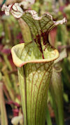 S. leucophylla - Pink tube - P