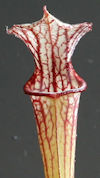 S. leucophylla - Pink tube - P