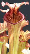 S. leucophylla - Pubescent for