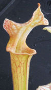 S. leucophylla - Pubescent for