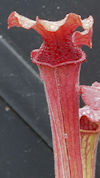 S. leucophylla - Pubescent Pin