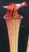 S. leucophylla - Pubescent Pin