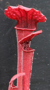 S. leucophylla - Pubescent Pin