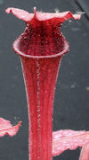 S. leucophylla - Pubescent Pin