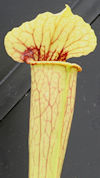 S. leucophylla - Possible intr