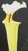 S. leucophylla - Russel Road, 