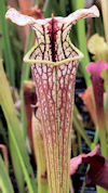 S. leucophylla - Russel Road, 