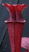 S. leucophylla - Russel Road, 