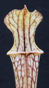 S. leucophylla - Russel Road, 