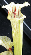 S. leucophylla - Russel Road, 