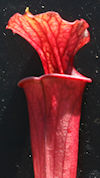 S. leucophylla - Russel Road, 