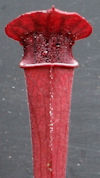 S. leucophylla - Russel Road, 