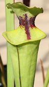 S. x moorei - 'Leah Wilkerson'