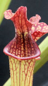 S. x moorei - 'Leah Wilkerson'