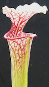 S. x moorei - 'Pinkish top'  x