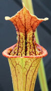 S. ((leucophylla x oreophila) 