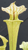 S. ((leucophylla x oreophila) 