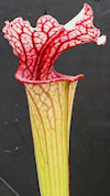 S. ((leucophylla x oreophila) 