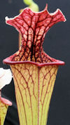 S. ((leucophylla x oreophila) 