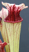 S. ((leucophylla x oreophila) 
