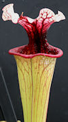 S. (leucophylla, Liberty Co. x