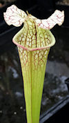 S. (leucophylla, Liberty Co. x