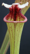 S. (leucophylla, Liberty Co. x