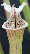 S. (leucophylla, Liberty Co. x