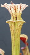 S. x moorei - 'Brooks Hybrid' 