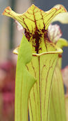 S. x moorei - 'Leah Wilkerson'
