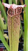 S. alata var. nigropurpurea x 