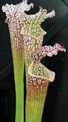 S. leucophylla - 'Dave Taylor 
