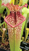 S. leucophylla - 'Dave Taylor 