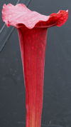 S. 'ASBO' x 'Ice Queen' - H319