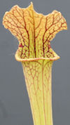 S. 'ASBO' x 'Ice Queen' - H319