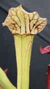S. 'ASBO' x 'Ice Queen' - H319