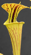 S. flava var. rugelli x OP