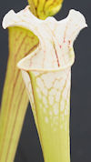 S. (leucophylla x moorei - 'Ad