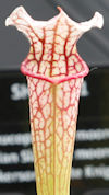 S. x moorei - 'Leah Wilkerson'
