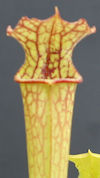 S. x moorei - 'Leah Wilkerson'