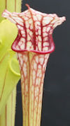 S. x moorei - 'Leah Wilkerson'